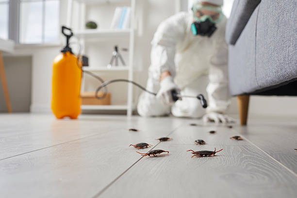 Trusted Cockroach Control service in Mandeville, LA - Nex Pest Control